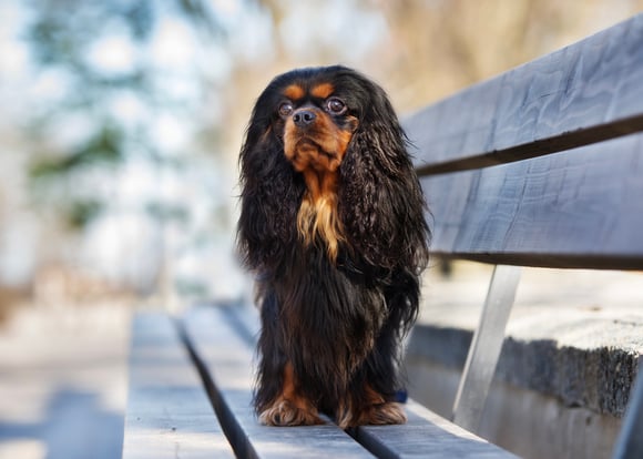 Black and orange Cavalier King Charles Spaniel sitting on a bench