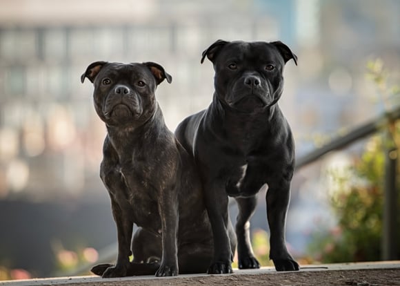 Two black staffordshire bull terriers.