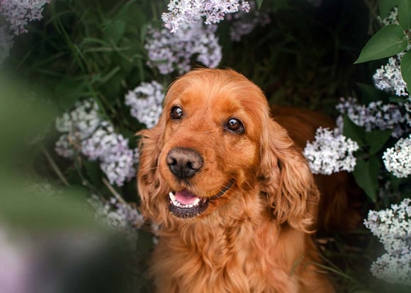 A golden cocker spaniel sitting amongst flowers.