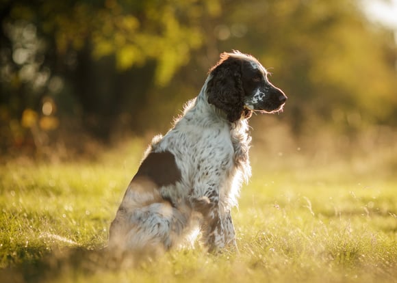 An english springer spaniel with brown markings.