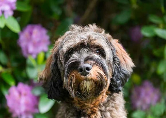 A sable cockapoo in front of purple flowers