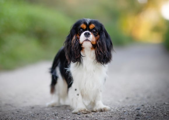Tricolour (black, white and orange) Cavalier King Charles Spaniel standing outside