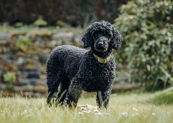 A black curly Poodle standing up in grass.