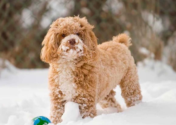 A tan cockapoo surrounded by snow