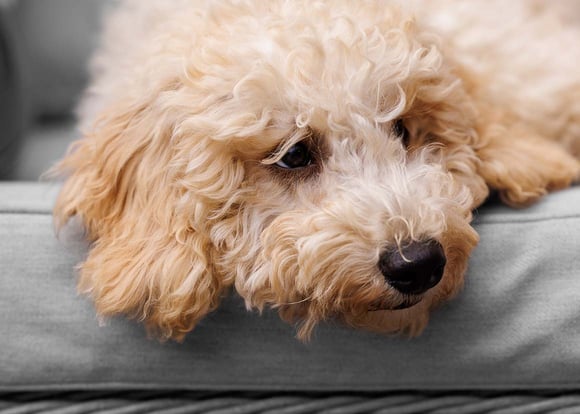 A tired cockapoo on a sofa