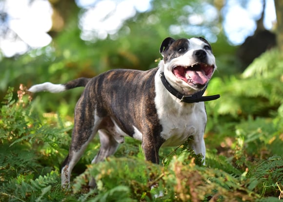 A brown and white staffordshire bull terrier.