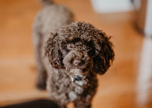 A dark coloured Poodle against a blurred orange backdrop.