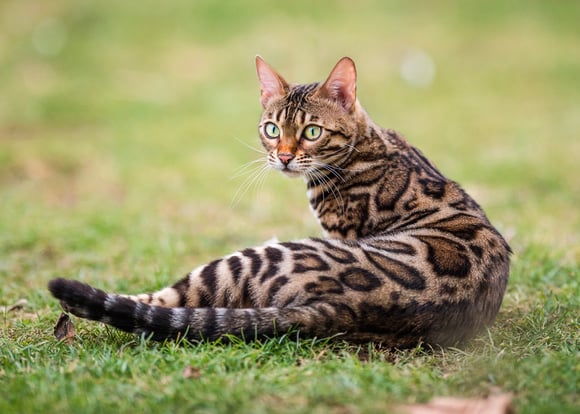 A bengal cat with dark print laying on grass.