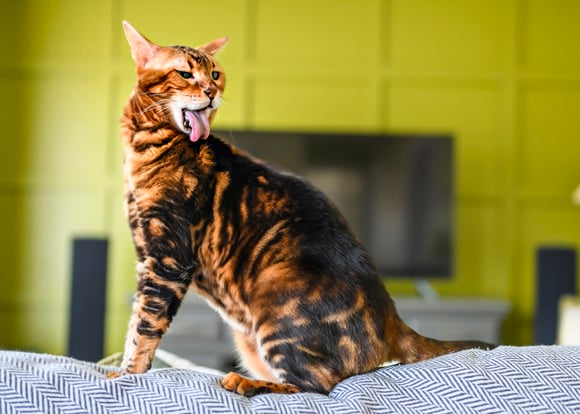 A bengal cat licking itself.