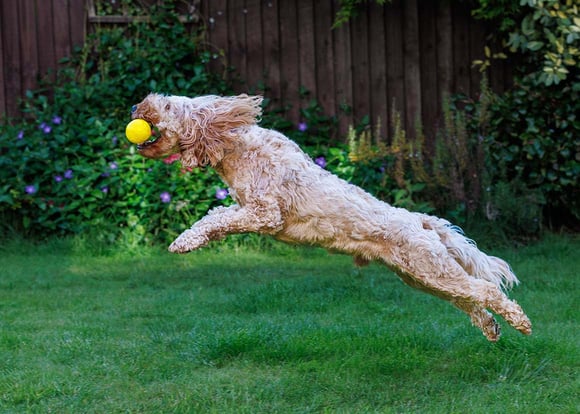 A cockapoo chasing a yellow ball 
