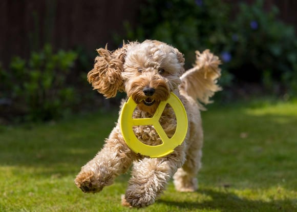 A cockapoo running with a yellow frisbee 