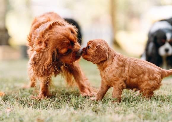 Red Cavalier King Charles Spaniel mum with puppy on grass