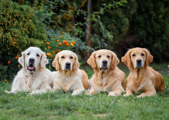 Light and dark golden retrievers laying together.