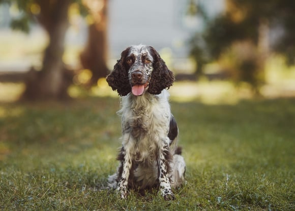 An english springer spaniel with brown markings.
