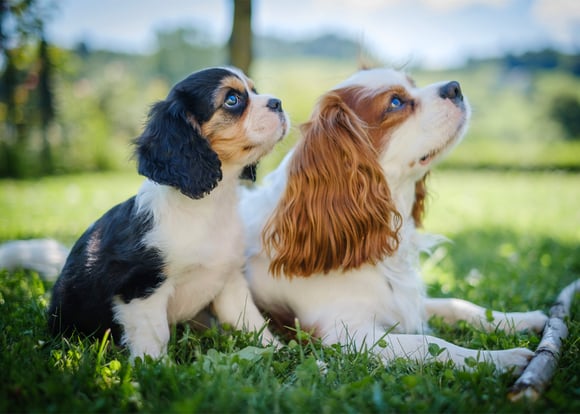 Cavalier King Charles Spaniel lying on grass with puppy sitting next to them