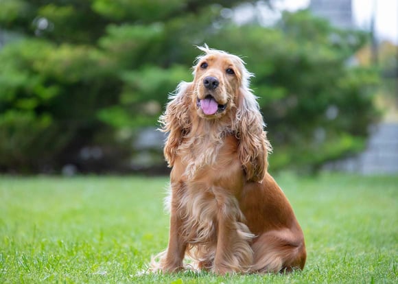 A happy looking tan Cocker Spaniel sitting in a park.