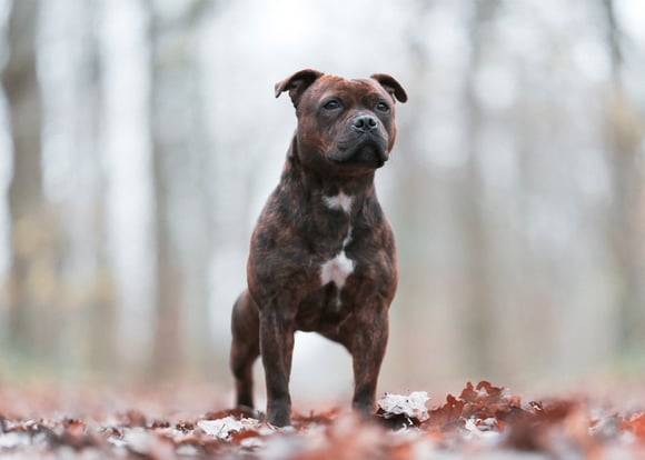 A brown staffordshire bull terrier.