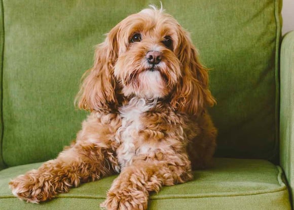 An apricot cockapoo on a green sofa