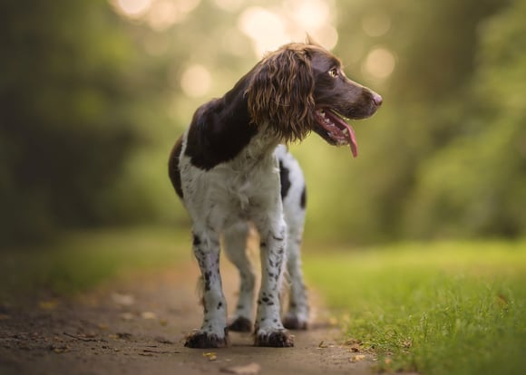 An english springer spaniel with brown markings.