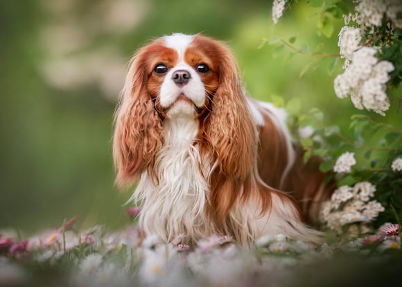 Cavalier King Charles Spaniel sitting next to flowers