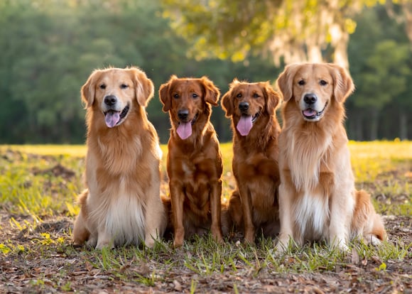 A group of dark golden retrievers.