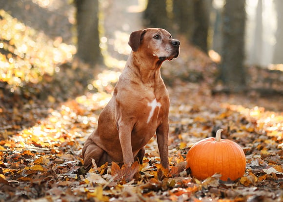 A Rhodesian Rigeback sitting next to a pumpkin.