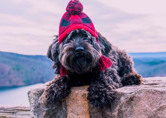 A black cockapoo in a red hat