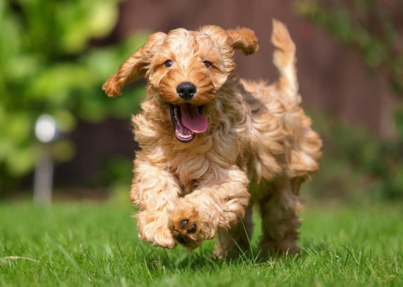 A cockapoo running across grass