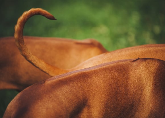 A close up of a ridgeback tail.