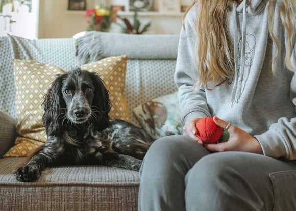 A Cocker Spaniel sitting next to its owner on a sofa.