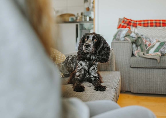 A Cocker Spaniel sitting on a sofa looking at it's owner.