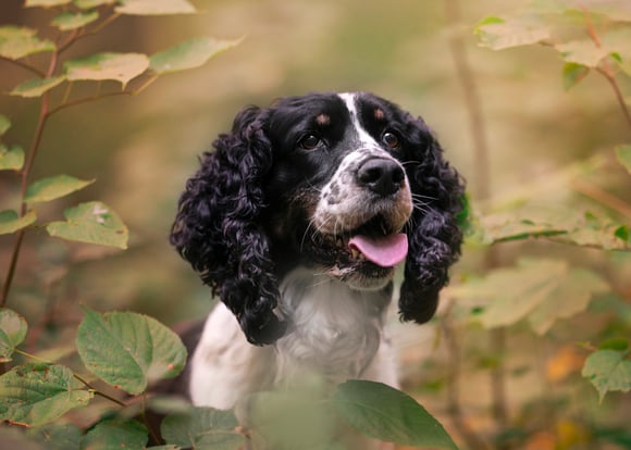 An english springer spaniel with black markings.