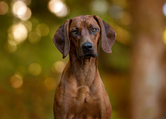 A ridgeback staring into the camera.