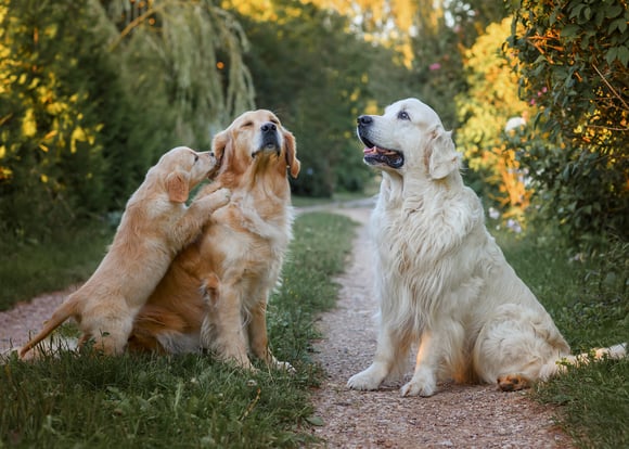 Two adult golden retrievers with a puppy.