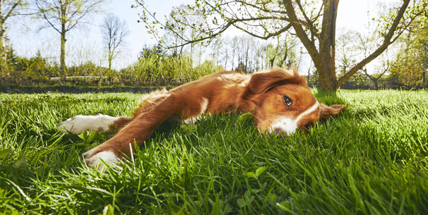 A dog laying down in a grassy patch outdoors.