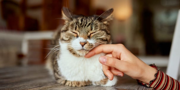 A cat in a loaf position being stroked on the cheek.