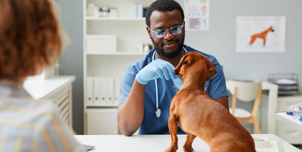 Vet checking a Dachshund 