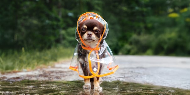 A happy Chihuahua wearing a raincoat.
