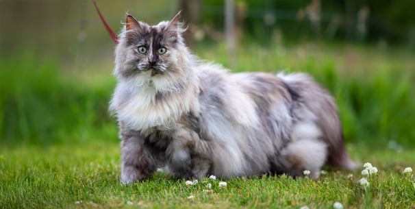 A very large fluffy cat standing on grass.
