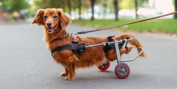 Small dog with wheels to support back legs