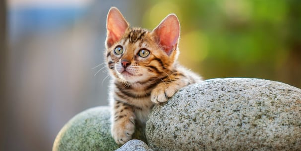 Kitten Bengal cat sitting on some rocks