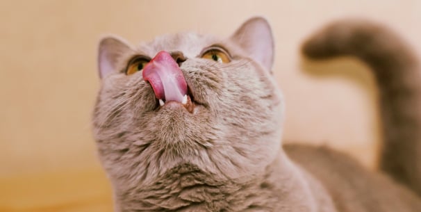 A cat sticking her tongue out.