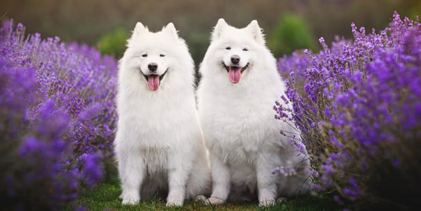 Two samoyeds sat in a field of lavender.