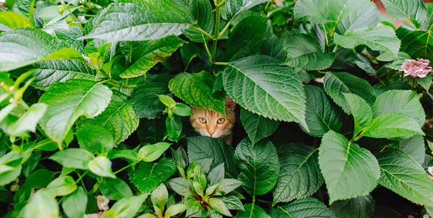 Ginger cat with face poking out from a bush