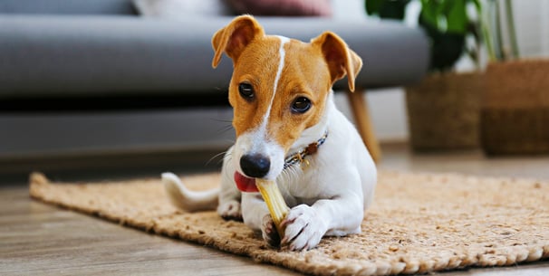 A Jack Russell chewing a yak chew.