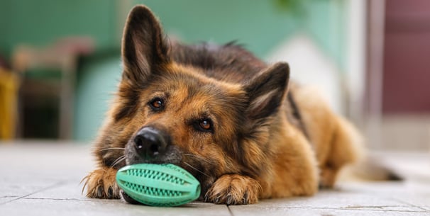 A german shepherd sat with a toy.