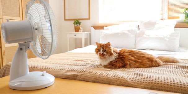 A cat sitting on a bed with a fan blowing on him.