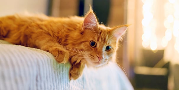 A ginger maine coon hanging off the edge of a bad.