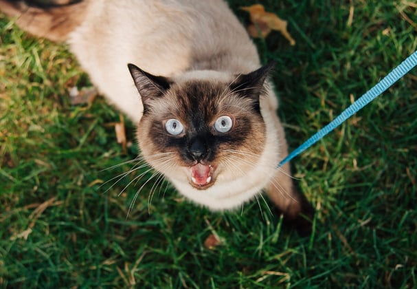 A Siamese cat on a blue lead standing on grass and looking upwards.