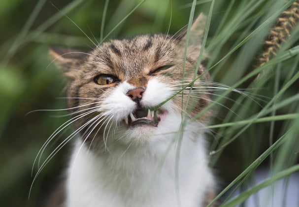 A tabby cat chewing on a blade of grass.